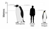 Een prehistorische pinguïn. / Bron: Discott, Wikimedia Commons (CC BY-SA-4.0)