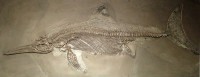 Een fossiel van een Ichthyosaurus. / Bron: Daderot, Wikimedia Commons (CC0)